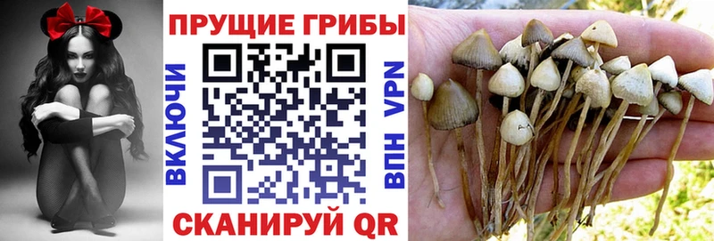 закладка Коркино Псилоцибиновые грибы мицелий